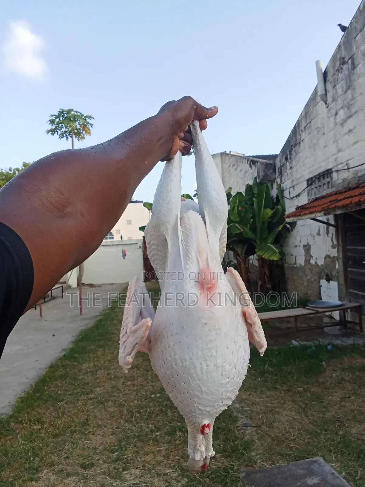 Turkey Poults