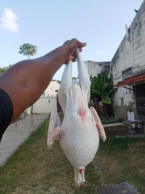 Turkey Poults