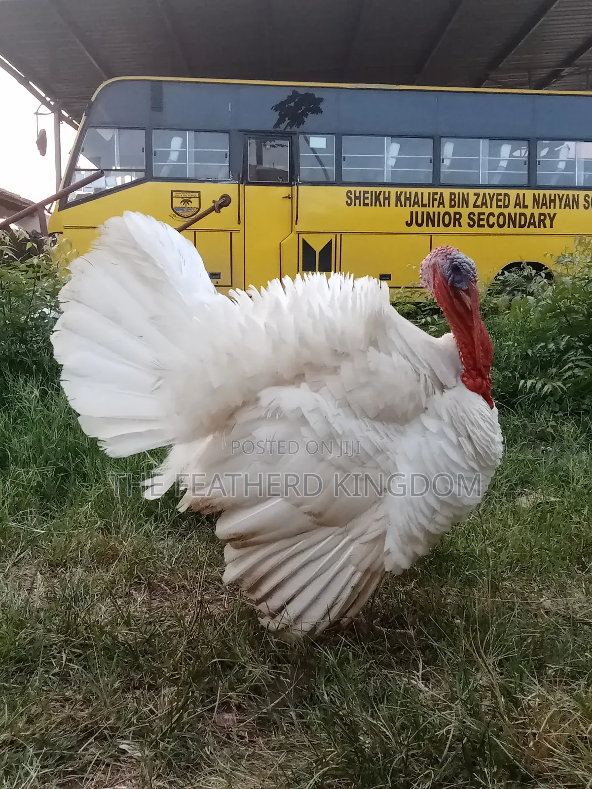 Turkey Poults