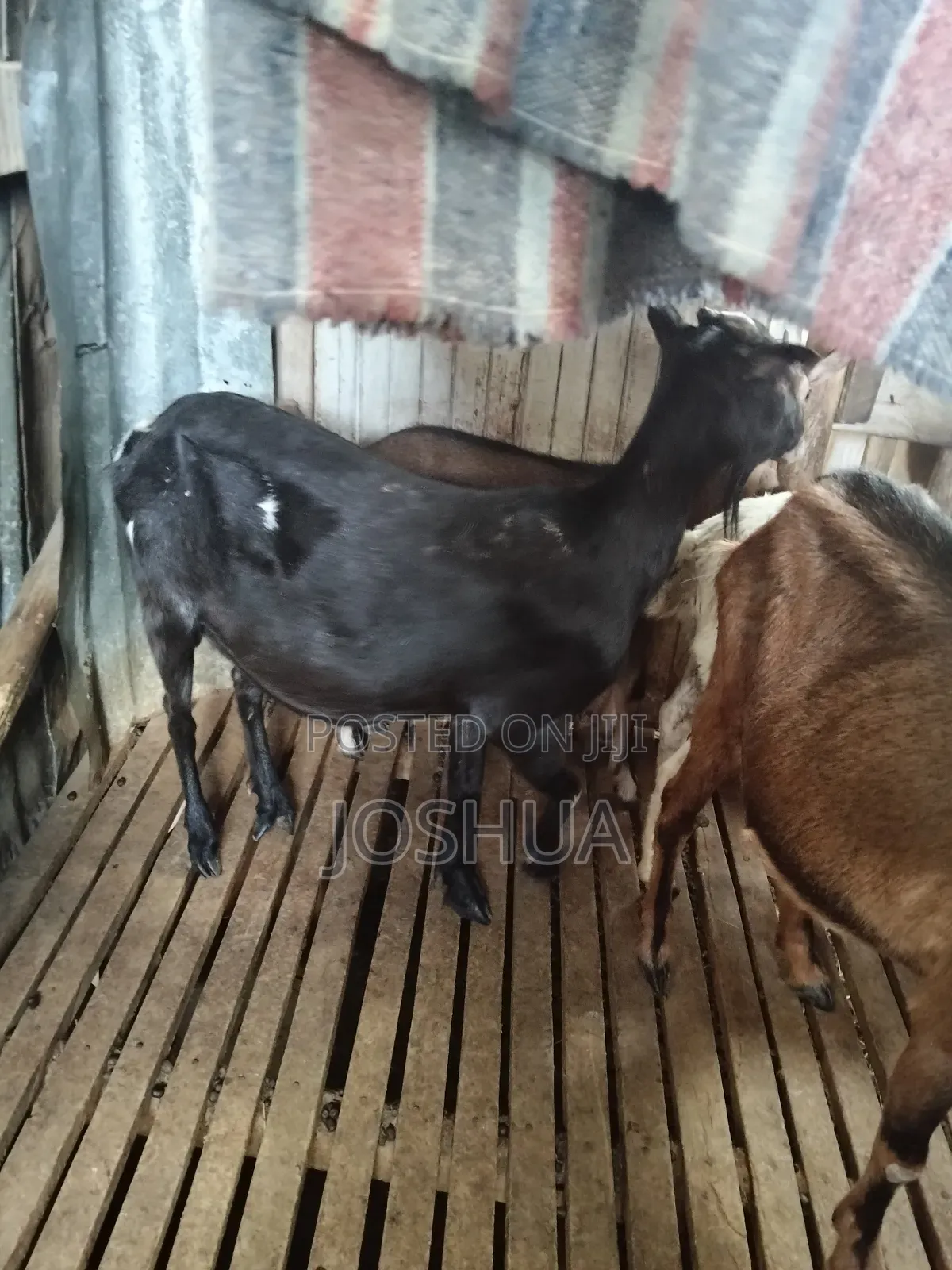 Dairy Goats