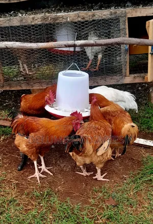 Improved and Pure Kienyeji Chicken at Laying Point