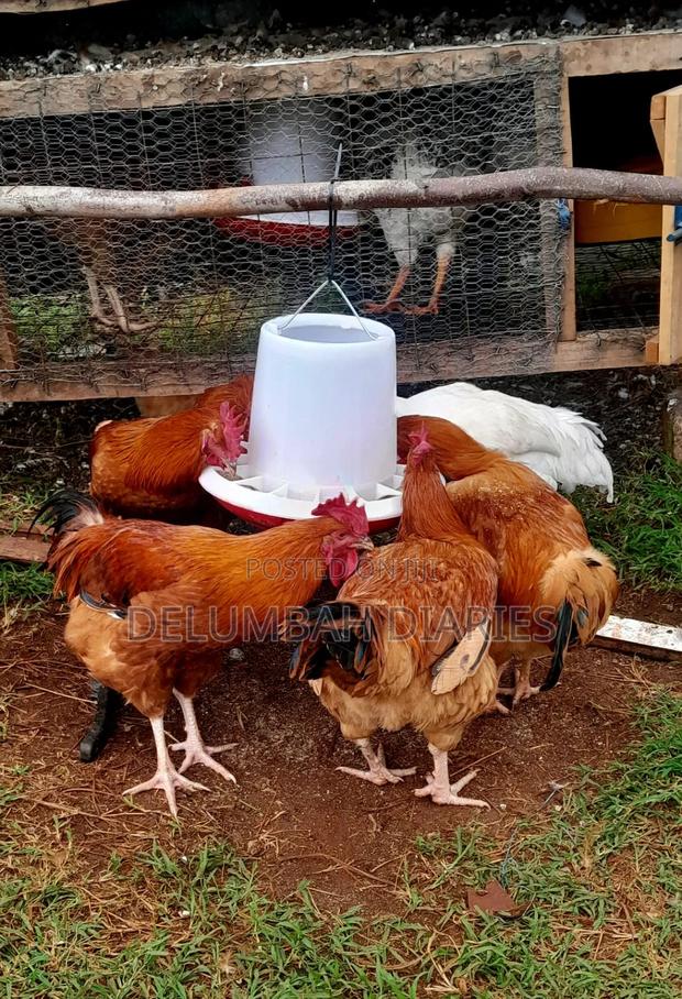 Improved And Pure Kienyeji Chicks And Chicken Available
