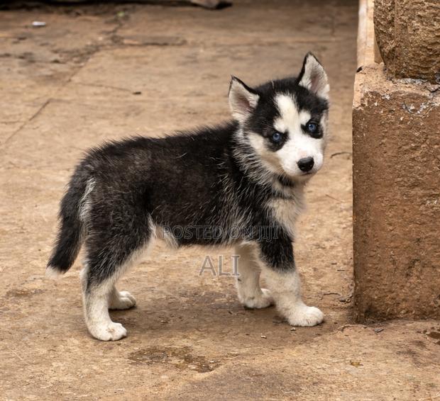1-3 months Female Purebred Siberian Husky
