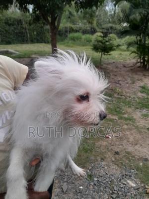 1+ year Female Mixed Breed Japanese Spitz - thumbnail 2