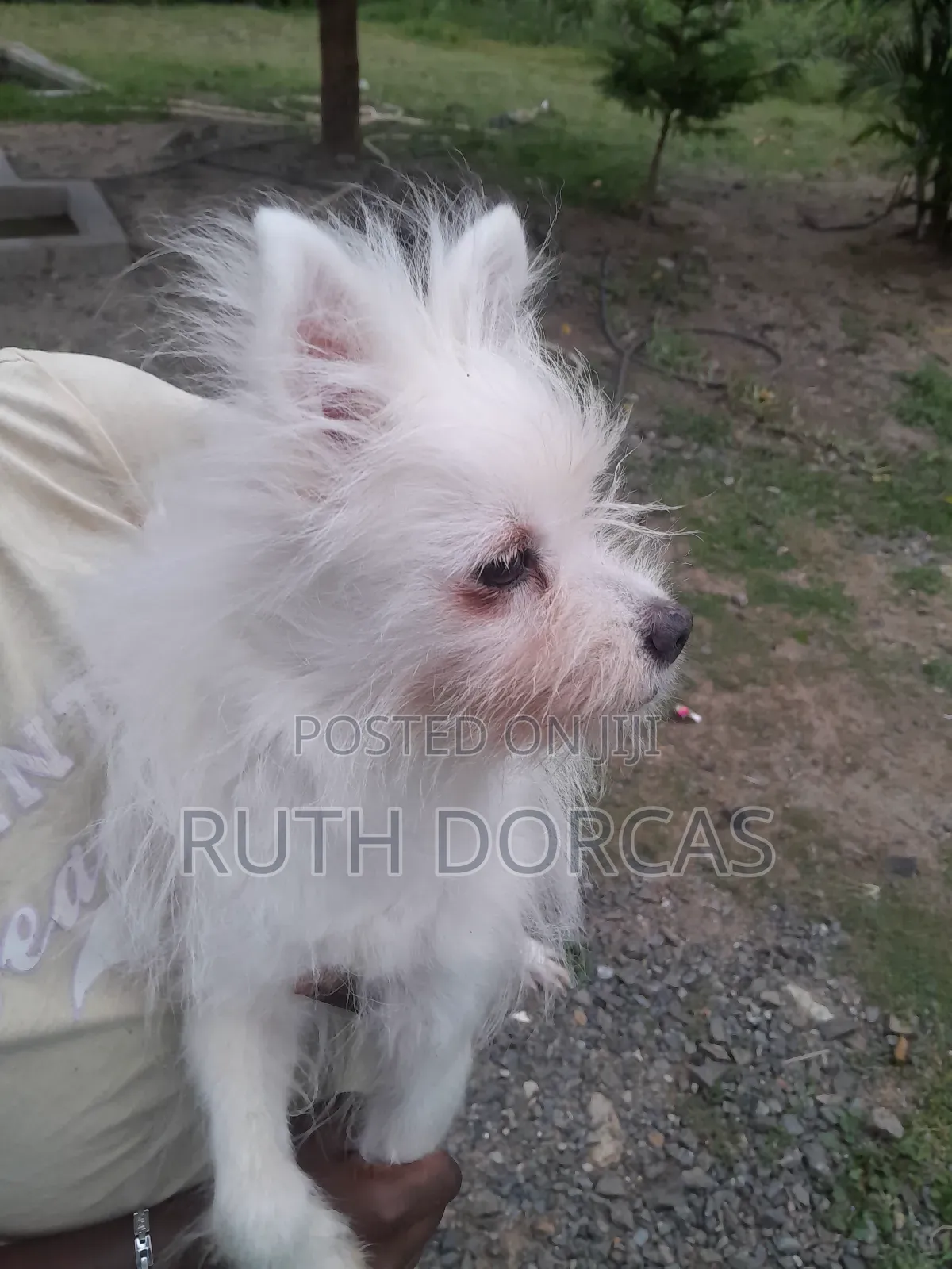 1+ year Female Mixed Breed Japanese Spitz