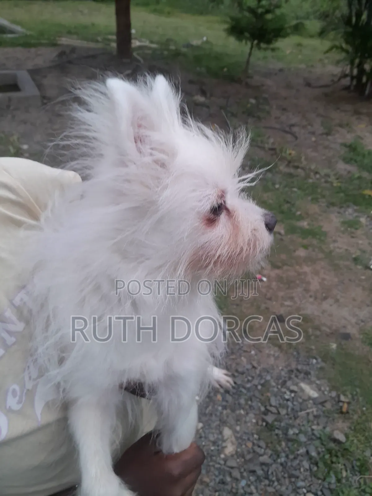 1+ year Female Mixed Breed Japanese Spitz
