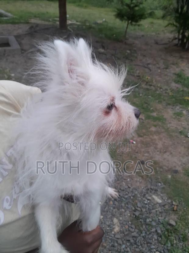 1+ year Female Mixed Breed Japanese Spitz - thumbnail 4