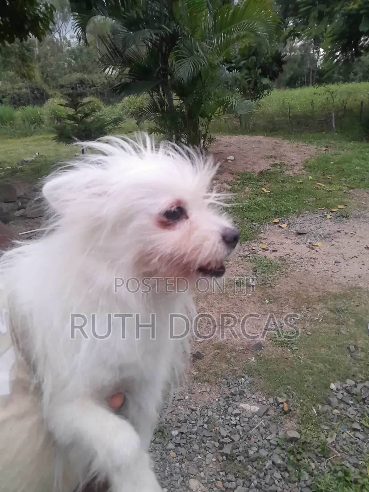 1+ year Female Mixed Breed Japanese Spitz