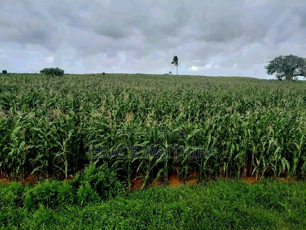 Malindi Marereni - thumbnail 3