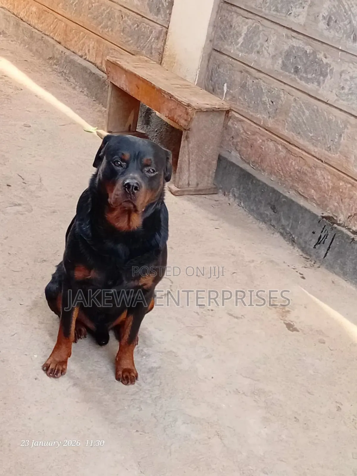 1-3 months Male Mixed Breed Rottweiler
