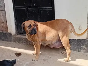 1-3 months Male Mixed Breed Rottweiler