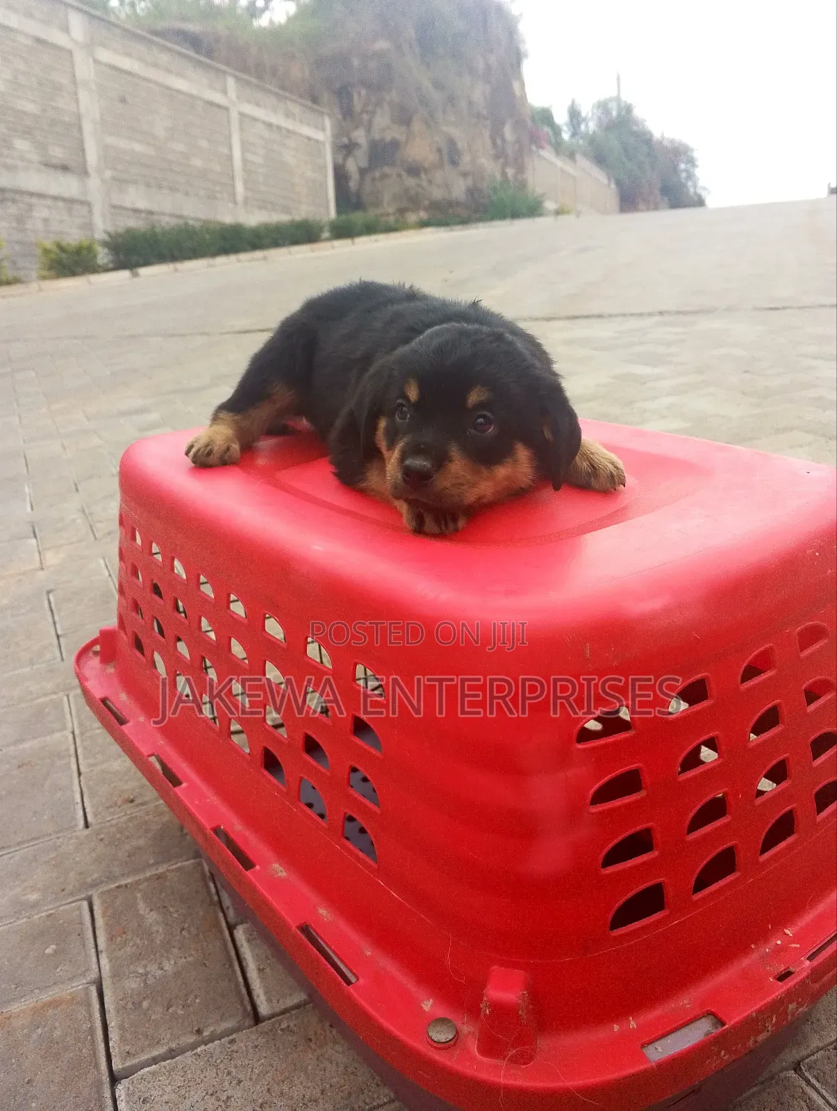 1-3 months Male Purebred Rottweiler