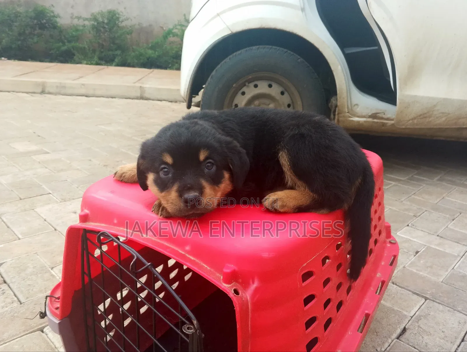 1-3 months Female Purebred Rottweiler