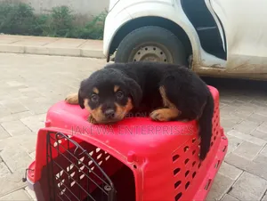 1-3 months Female Purebred Rottweiler