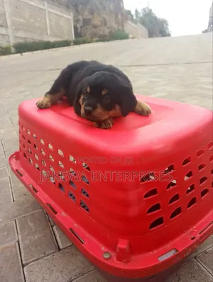 1-3 months Female Purebred Rottweiler