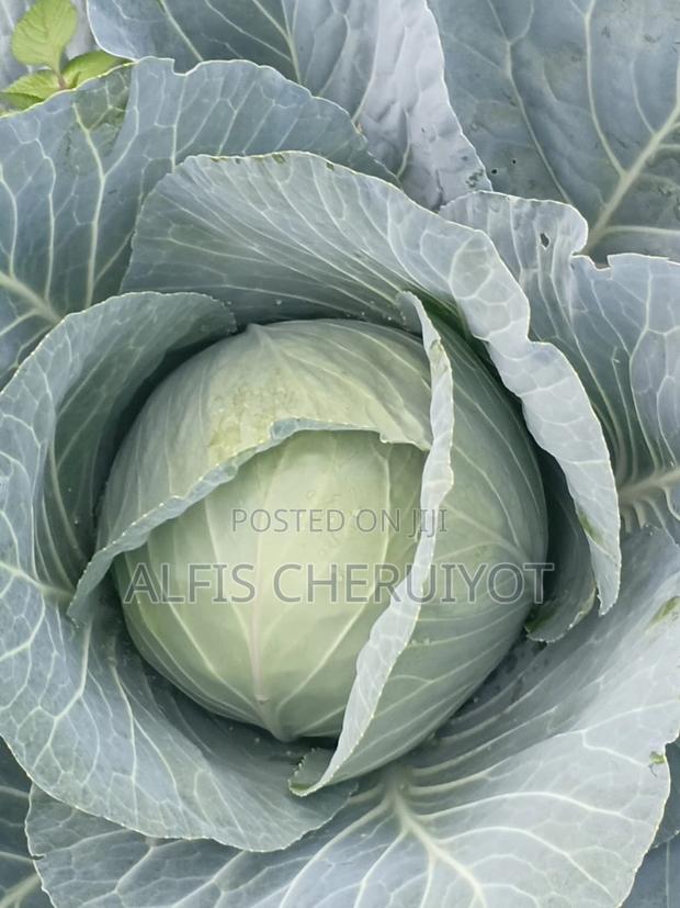 Mature Gloria Cabbages