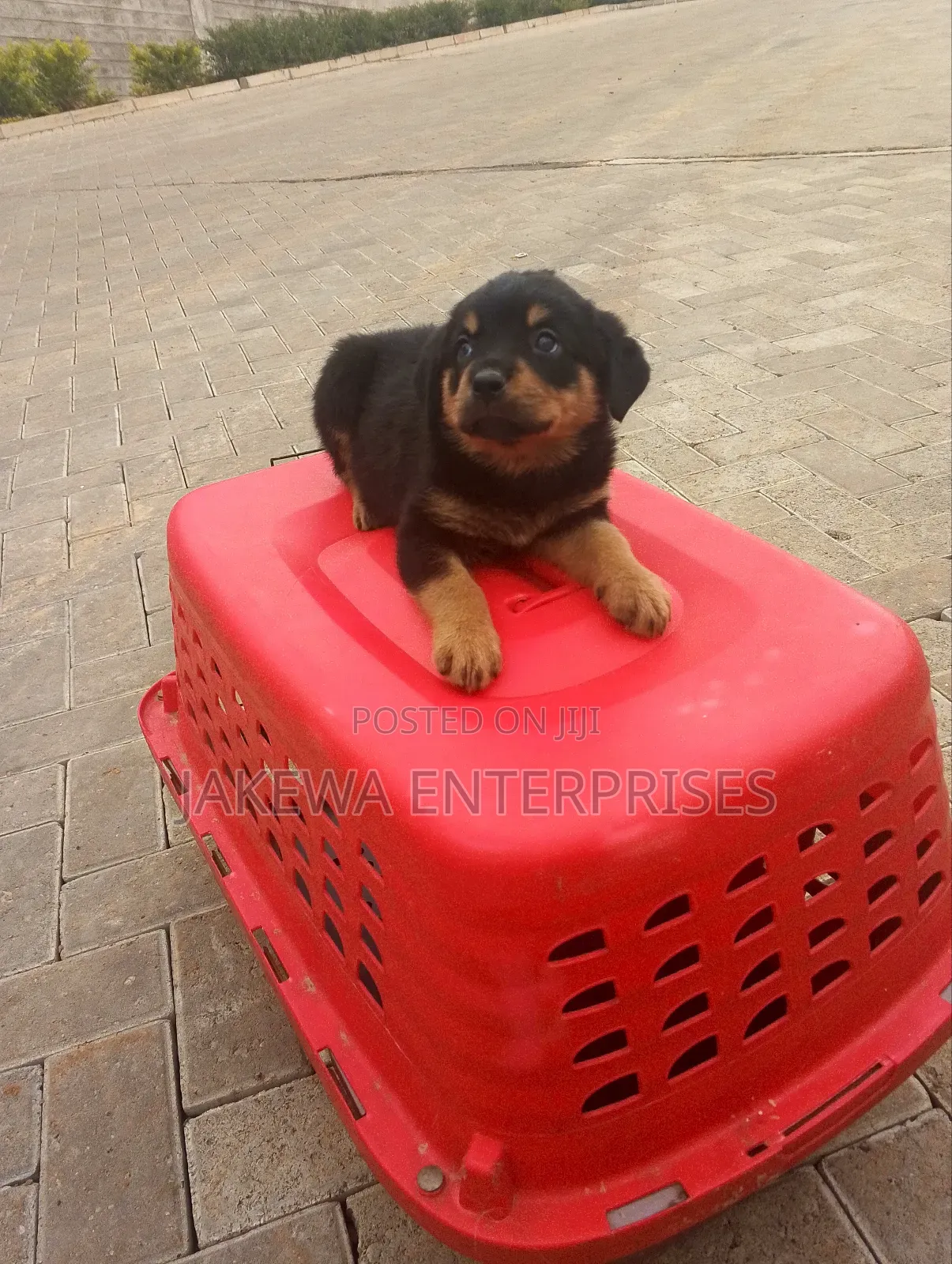 1-3 months Male Purebred Rottweiler