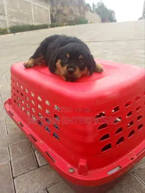 1-3 months Male Purebred Rottweiler
