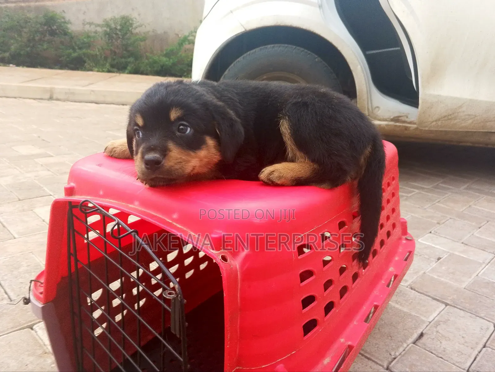 1-3 months Female Purebred Rottweiler