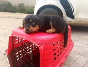 1-3 months Female Purebred Rottweiler
