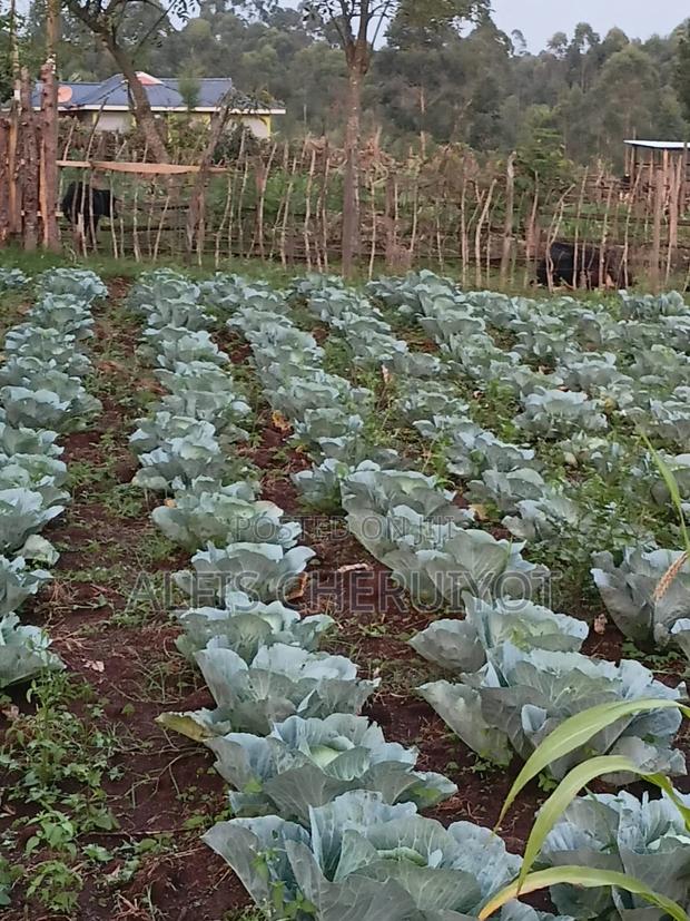 Mature Gloria Cabbages - thumbnail 2