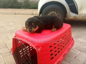 1-3 months Male Purebred Rottweiler