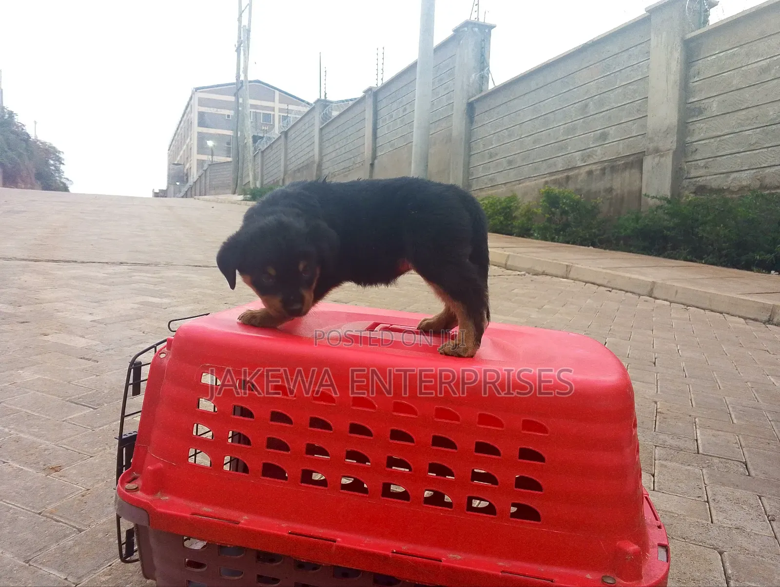 1-3 months Female Purebred Rottweiler