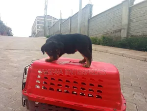 1-3 months Female Purebred Rottweiler