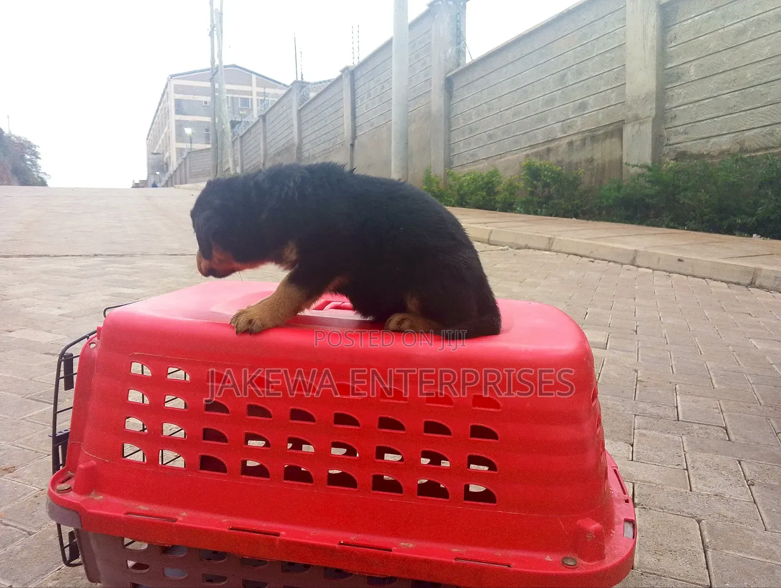 1-3 months Female Purebred Rottweiler