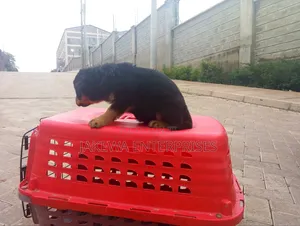 1-3 months Female Purebred Rottweiler