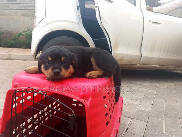 1-3 months Female Purebred Rottweiler - thumbnail 2