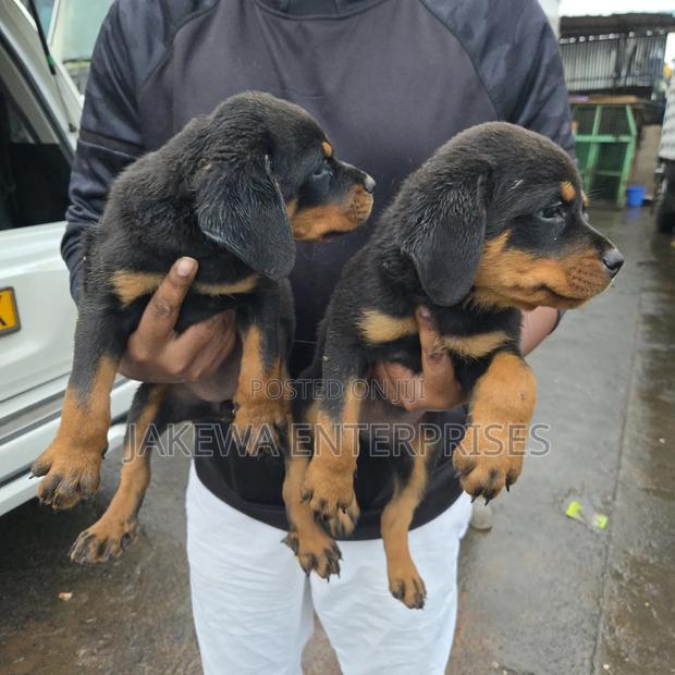 1-3 months Male Purebred Rottweiler - main view