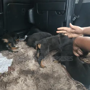 1-3 months Female Purebred Rottweiler