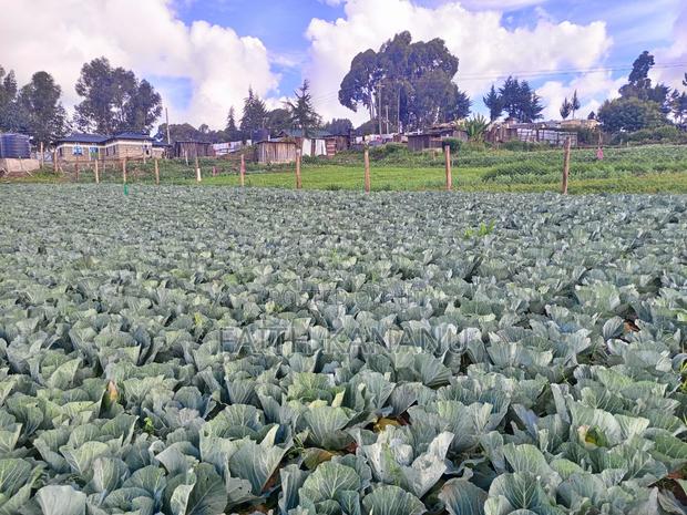 Prime Agricultural Land for Sale - thumbnail 2