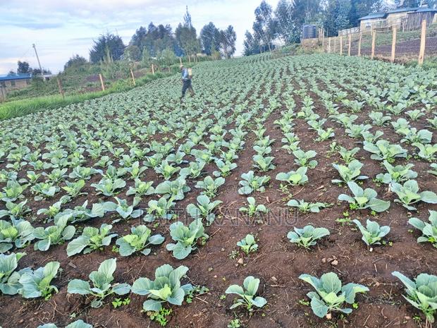 Prime Agricultural Land for Sale - thumbnail 6