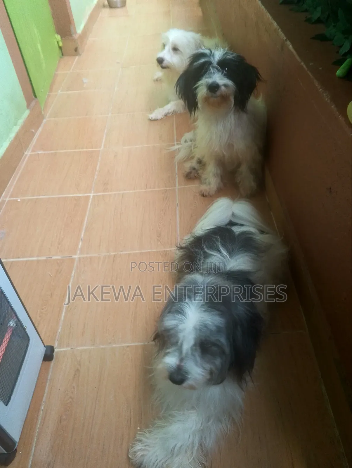 1+ year Female Purebred Havanese