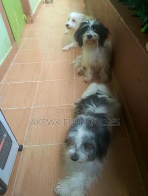 1+ year Female Purebred Havanese - thumbnail 2