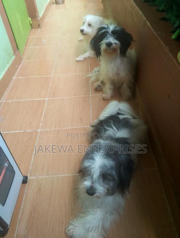 1+ year Female Purebred Havanese - main view