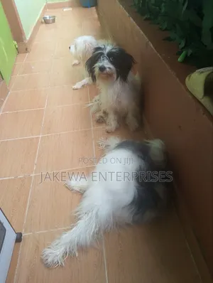 1+ year Female Purebred Havanese