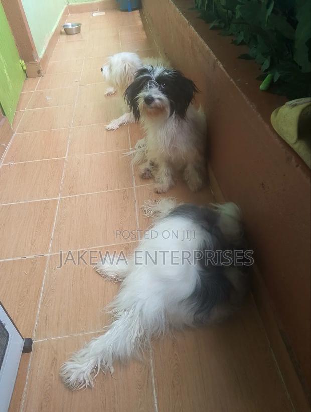 1+ year Female Purebred Havanese - thumbnail 3