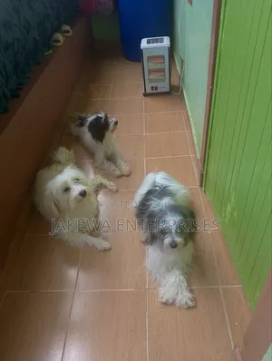 1+ year Female Purebred Havanese
