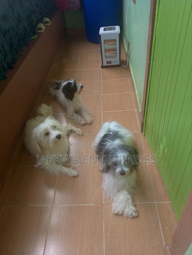 1+ year Female Purebred Havanese