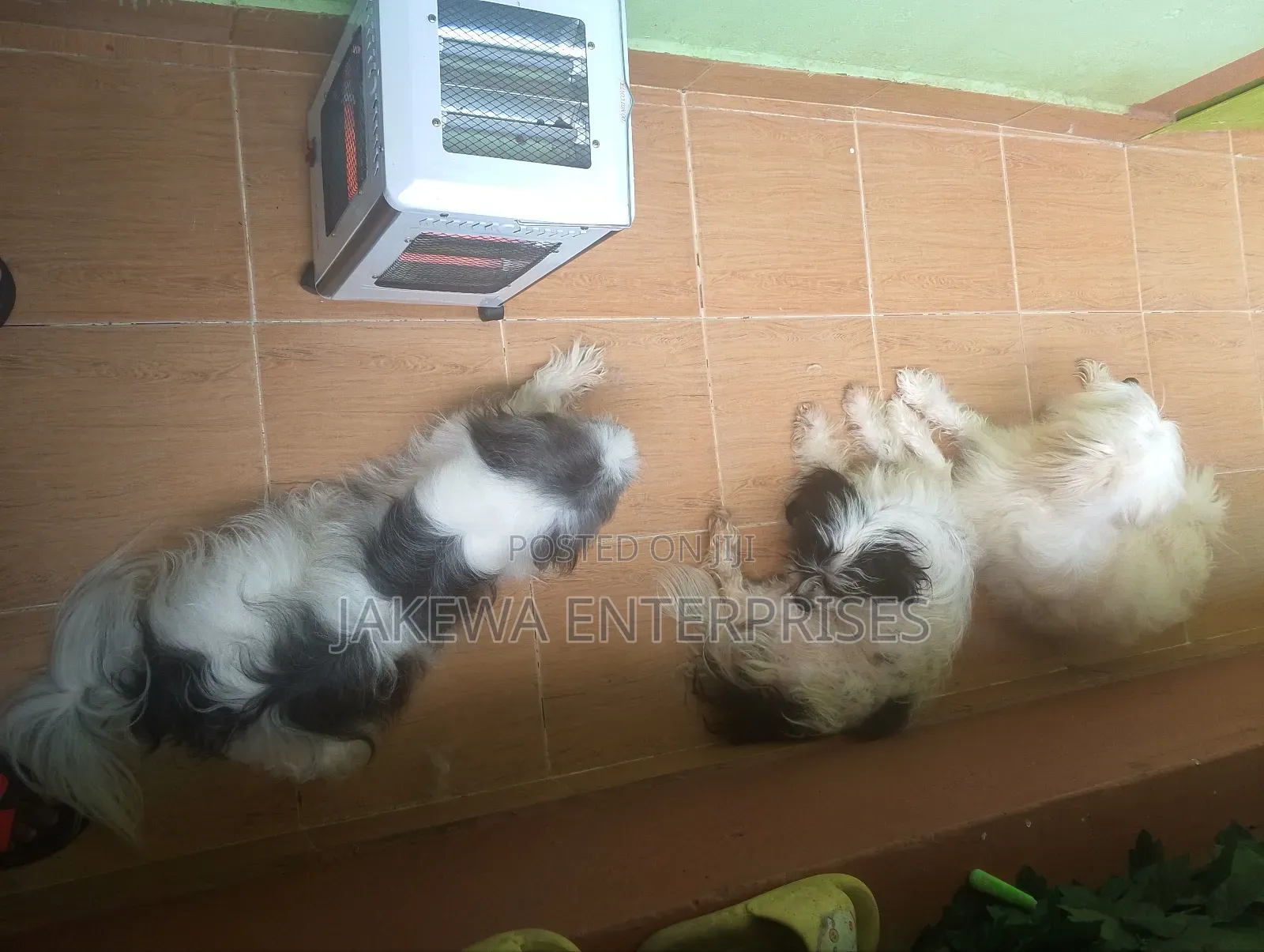1+ year Female Purebred Havanese