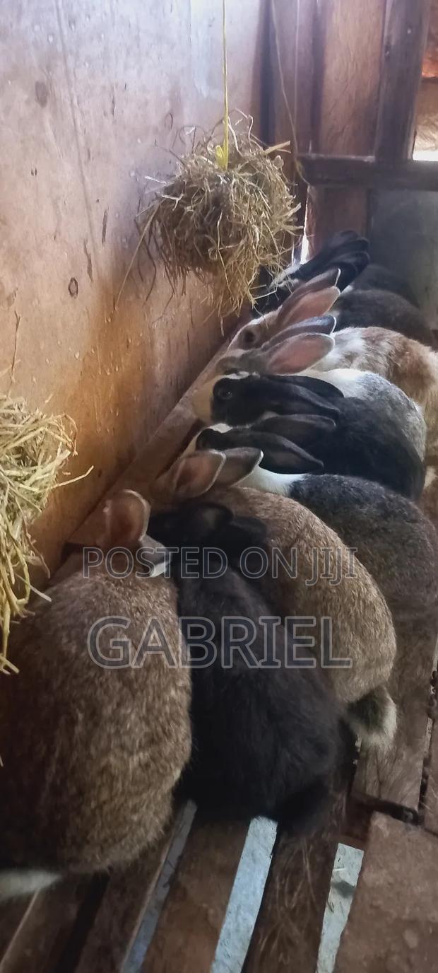Selling Hybrid Rabbits