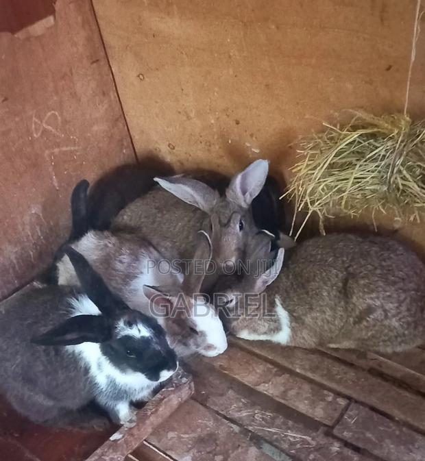 Selling Hybrid Rabbits - thumbnail 2