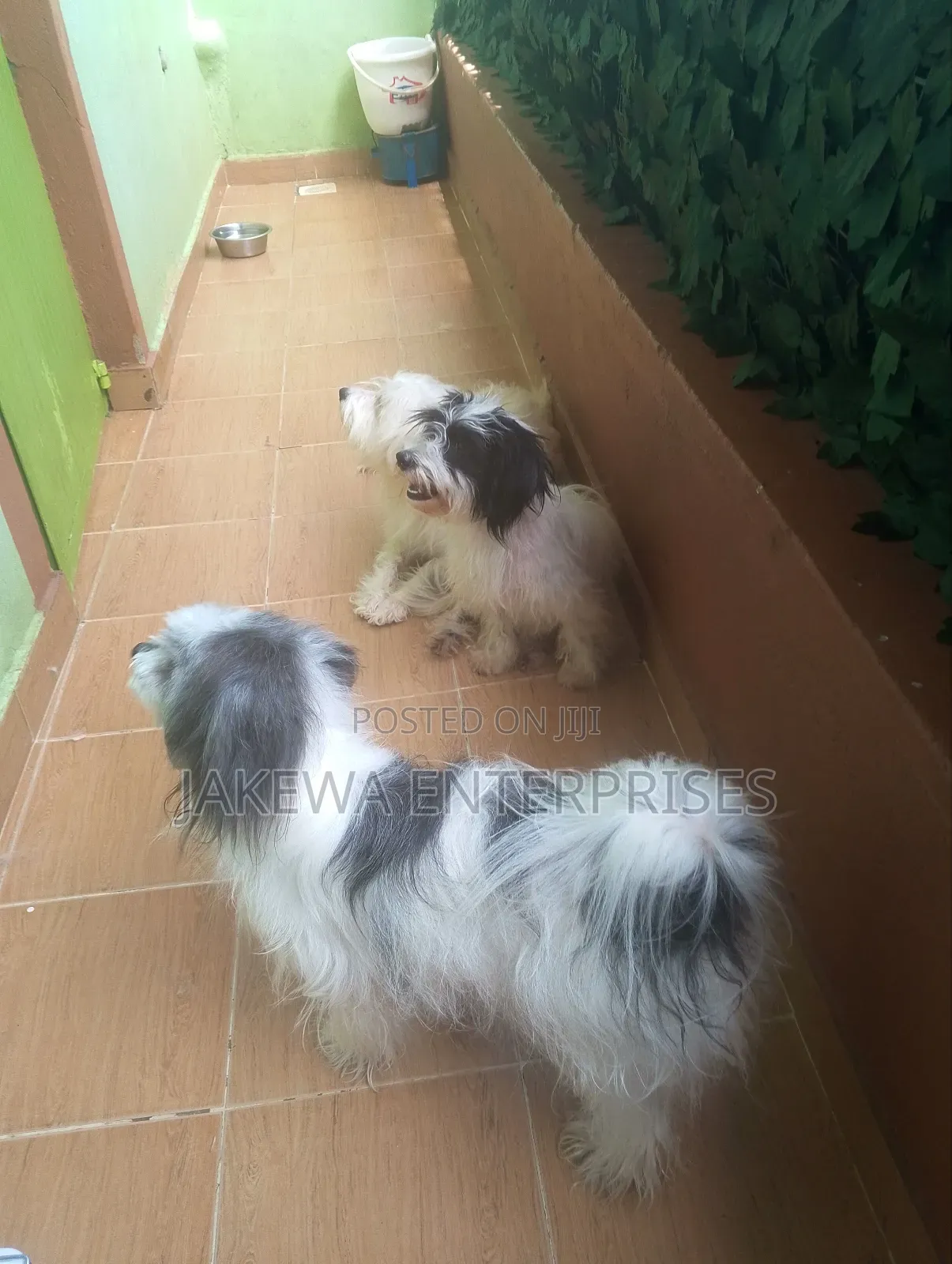 1+ year Female Purebred Havanese