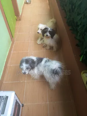 1+ year Female Purebred Havanese