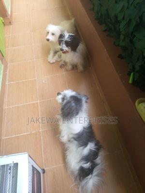 1+ year Female Purebred Havanese - thumbnail 2