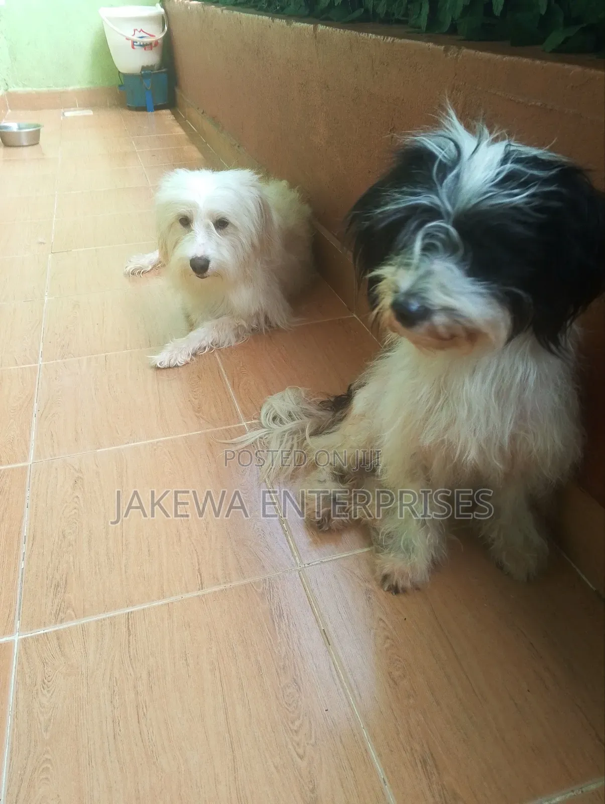 1+ year Female Purebred Havanese