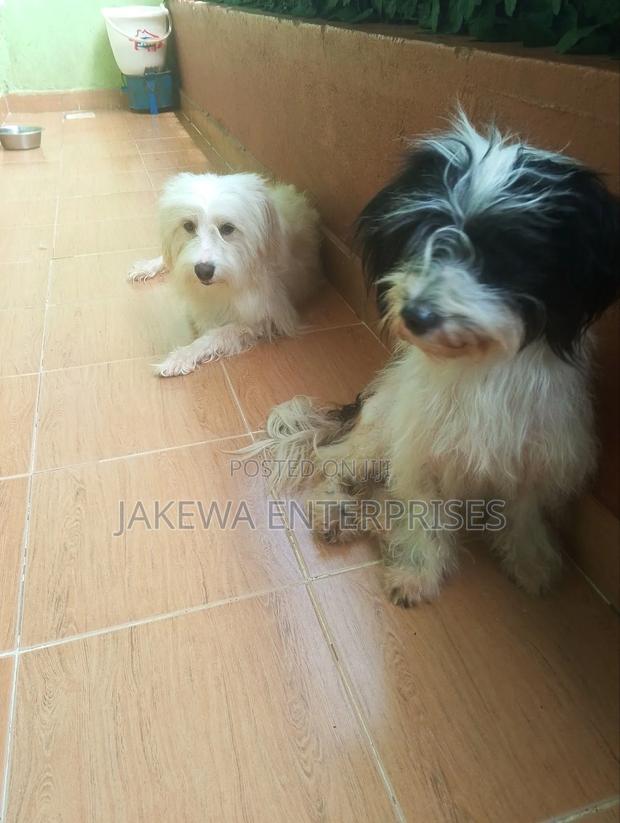 1+ year Female Purebred Havanese